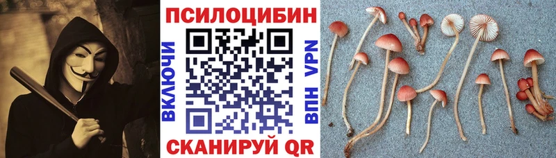 блэк спрут как зайти  Сольцы  Псилоцибиновые грибы Psilocybe  как найти наркотики 